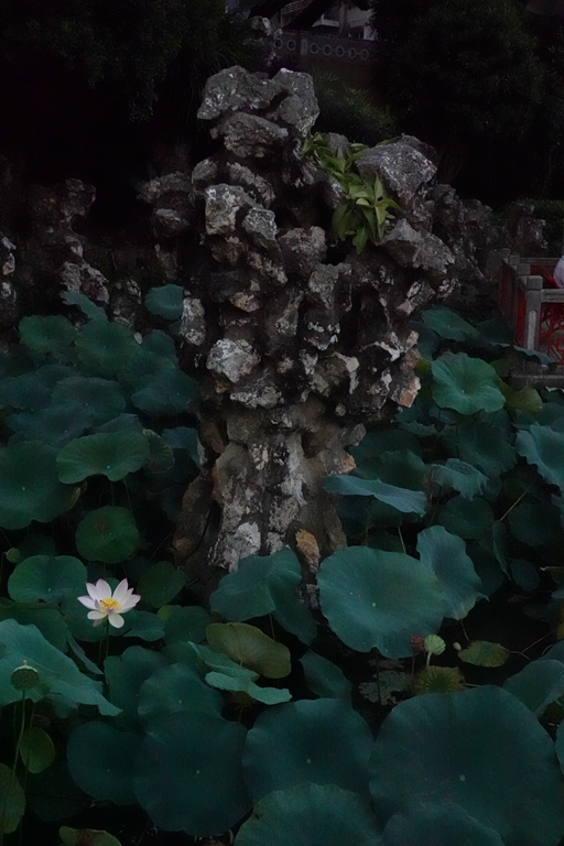 盧廉若公園的假山石。人民網(wǎng) 唐佳 攝